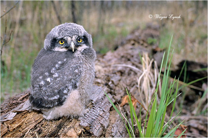 Northern Hawk Owl Chick 119 by Dr. Wayne Lynch &copy;